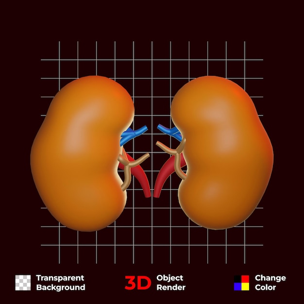 Бесплатно 3d органы почек человека на прозрачном фоне и меняющие цвета Premium psd