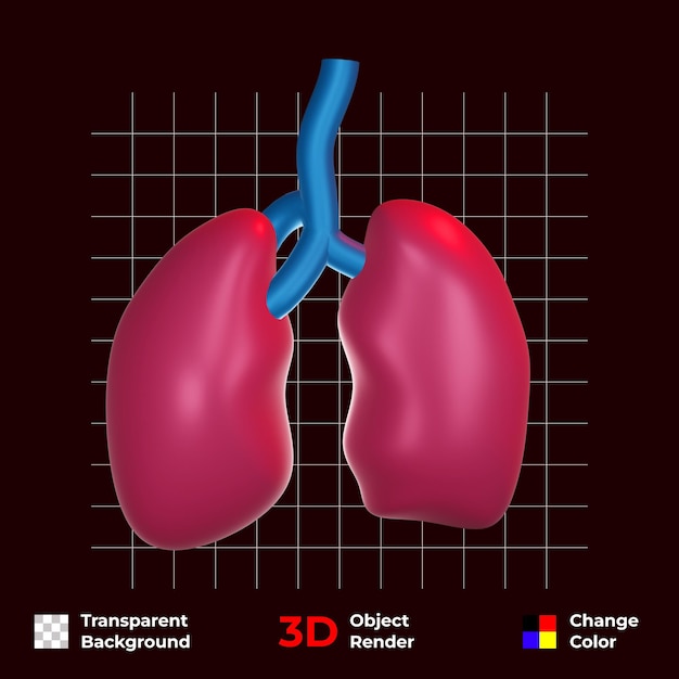 PSD free 3d human lungs organs set on transparent background and change colors premium psd