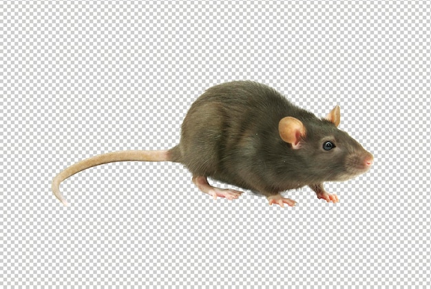 Free photo side view hamster eating hazelnut on dark brown