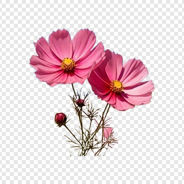 자유 PSD 투명한 배경에 분리 된 꽃