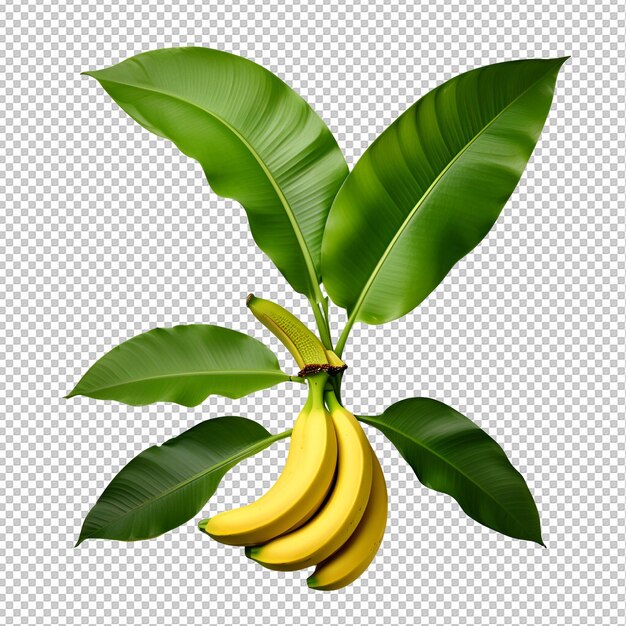 PSD 투명한 배경에 고립된 바나나의 무료 psd 사진 알파 레이어에 고립된 psd 바나나