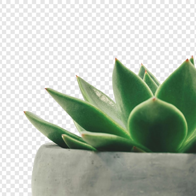 Free psd Plant png isolated on transparent background