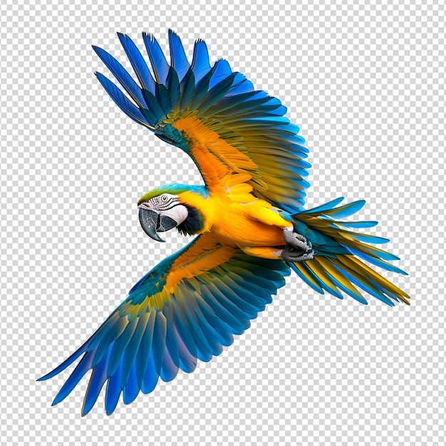 freeflying parrot isolated on white