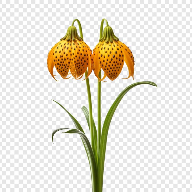 PSD freesia bloem png geïsoleerd op transparante achtergrond