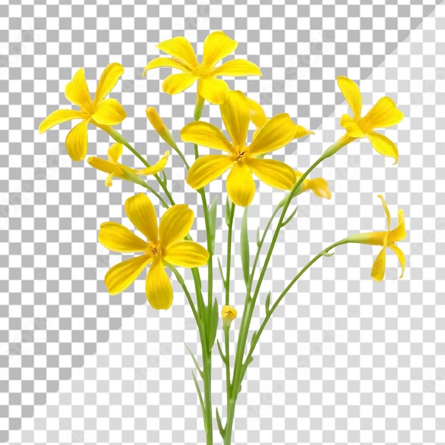 隔離的透明背景上的弗里西亞花