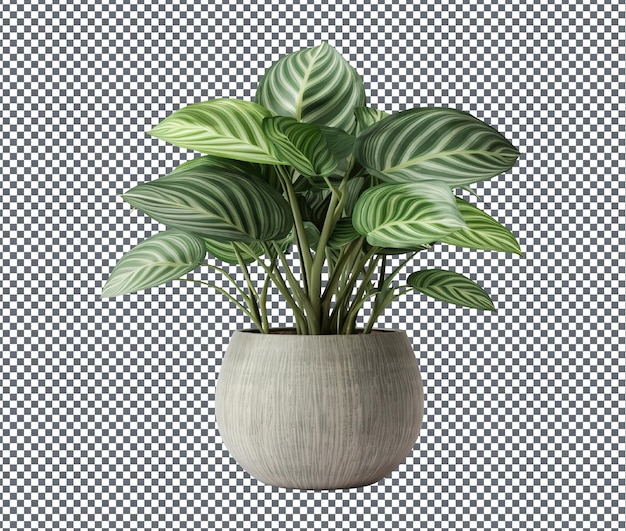 Fresh and Airy Decorative Houseplant isolated on transparent background