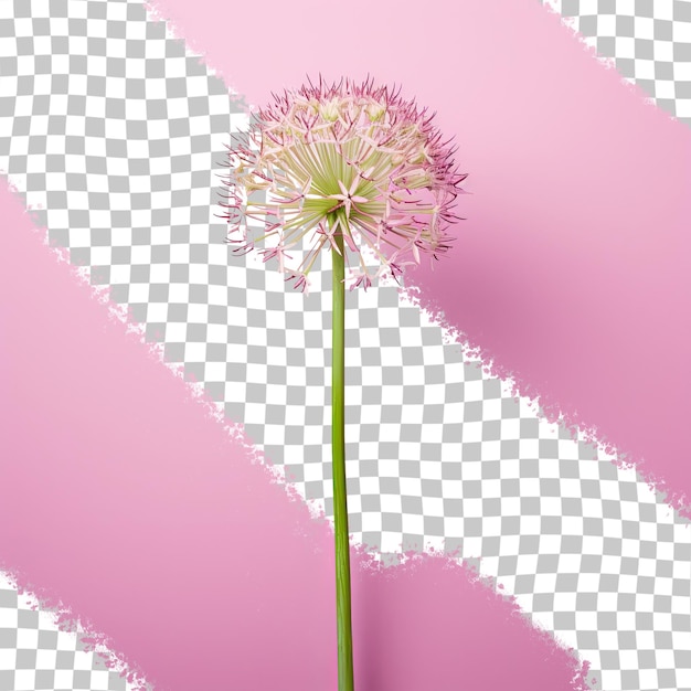 Fresh allium tuberosum on transparent background