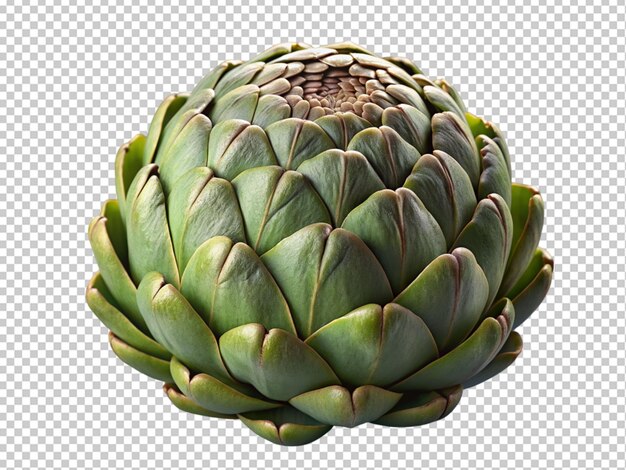 PSD fresh artichoke