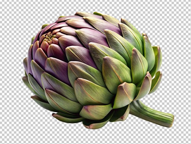 PSD fresh artichoke