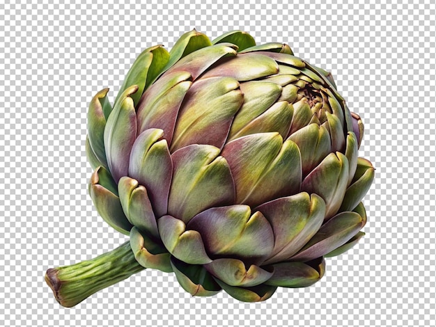 PSD fresh artichoke