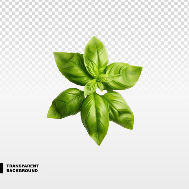 PSD fresh basil isolated on transparent background