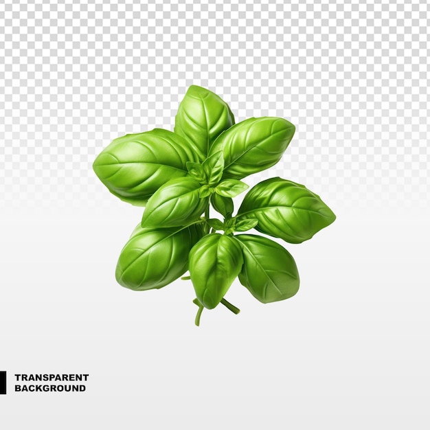 PSD fresh basil isolated on transparent background