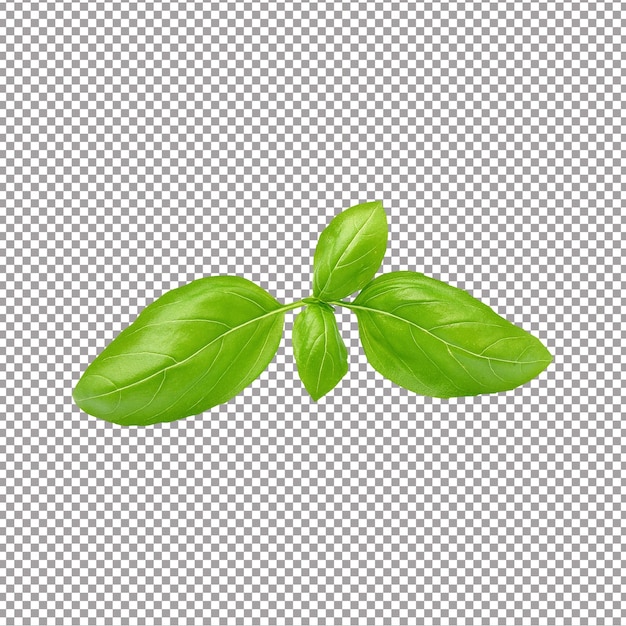 Fresh basil leaves isolated on white background