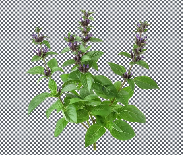 Fresh and beautiful blueberry basil boost isolated on transparent background