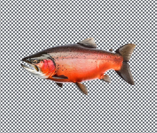 PSD fresh and beautiful fish isolated on transparent background