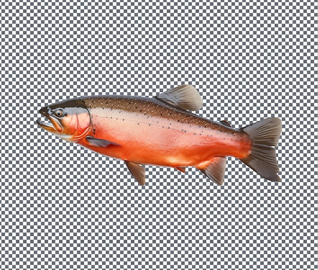 PSD fresh and beautiful fish isolated on transparent background