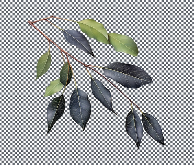 PSD fresh black gum leaves isolated on transparent background