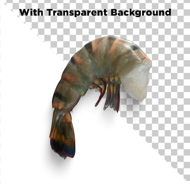 Fresh Black Tiger Shrimp