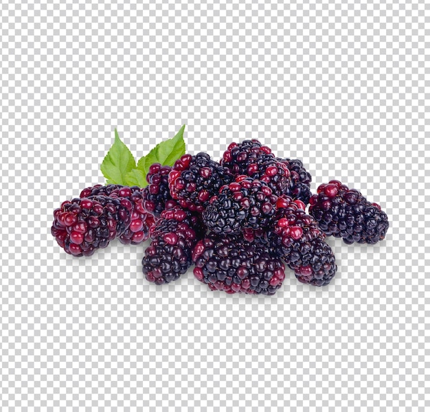 Fresh blackberry with leaves isolated premium psd