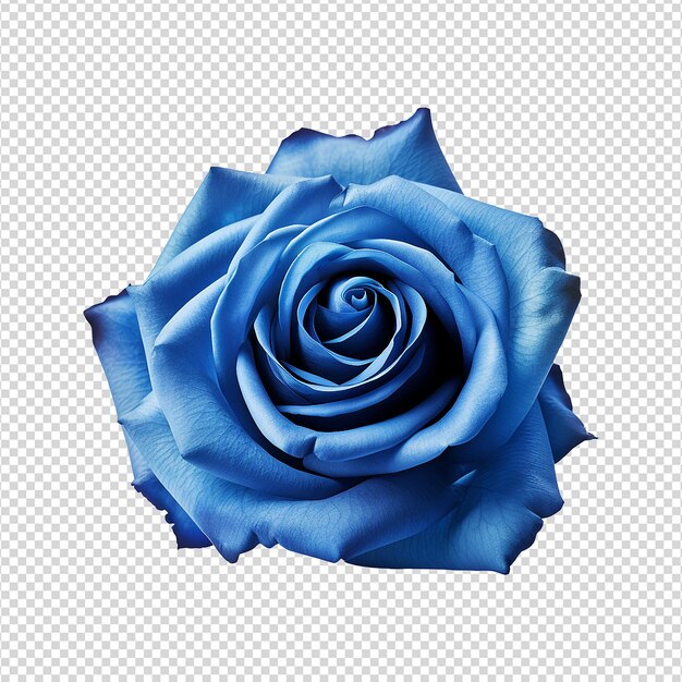 PSD 透明な背景に鮮やかな青いバラが孤立している