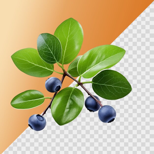 PSD fresh blueberry with leaves isolated premium psd