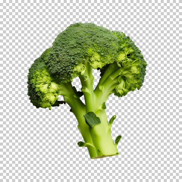 fresh broccoli png on white and transparent background