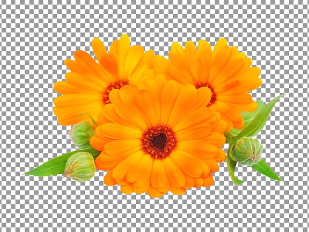 PSD fresh calendula flowers with stem and leaves on transparent background
