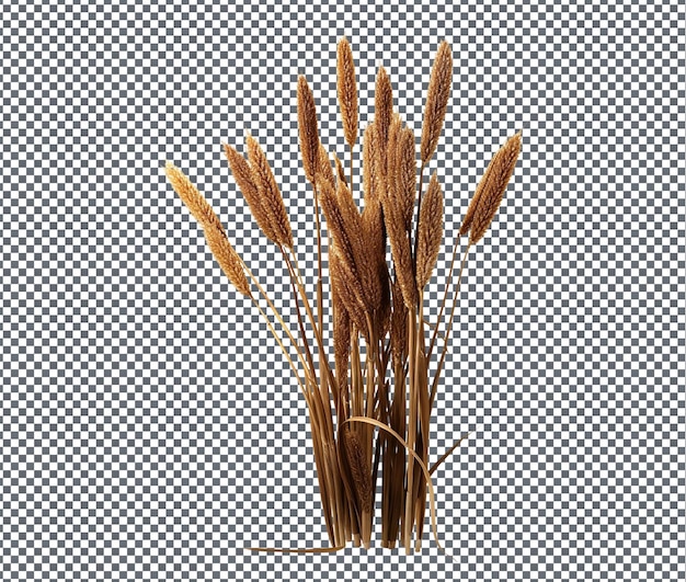 PSD fresh cattails isolated on transparent background