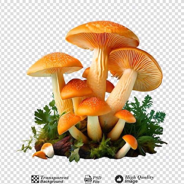 PSD fresh chanterelle mushrooms isolated on transparent background