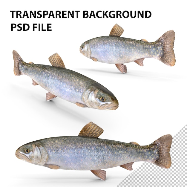 PSD fresh char fish png