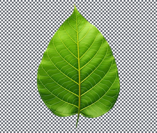 PSD fresh croton leaf isolated on transparent background