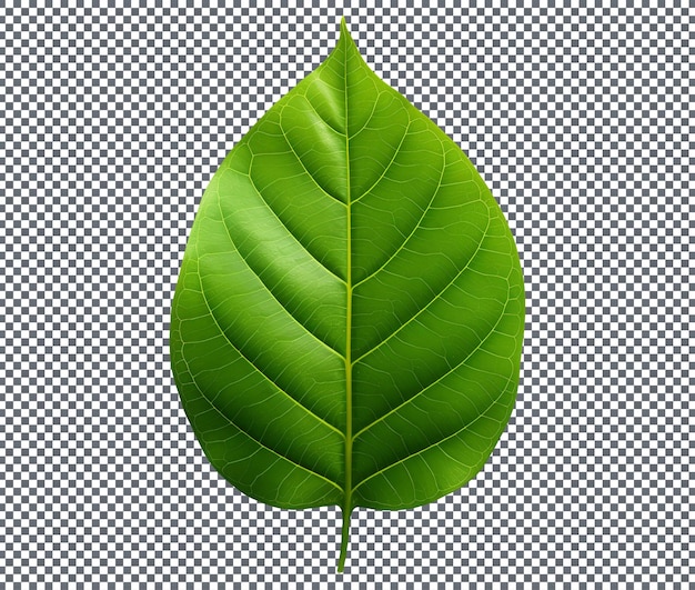 PSD fresh croton leaf isolated on transparent background