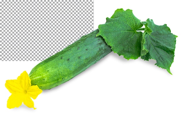 Fresh cucumber with yellow flower and green leaves isolated on transparent background