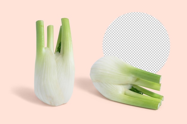 Fresh fennel mockup