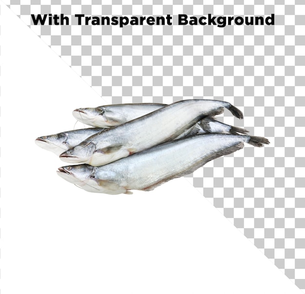 fresh fish on transparent background