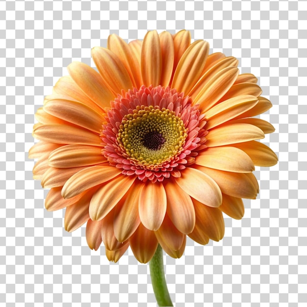 Un fiore di gerbera fresco isolato su uno sfondo trasparente