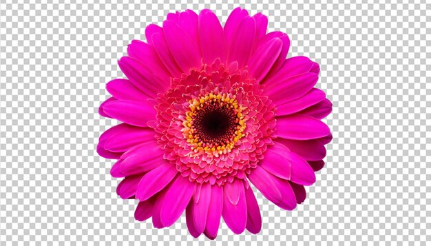 PSD fresco fiore rosa di gerbera su sfondo trasparente