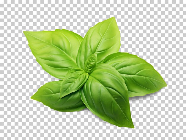 PSD fresh green basil isolated on transparent background png psd