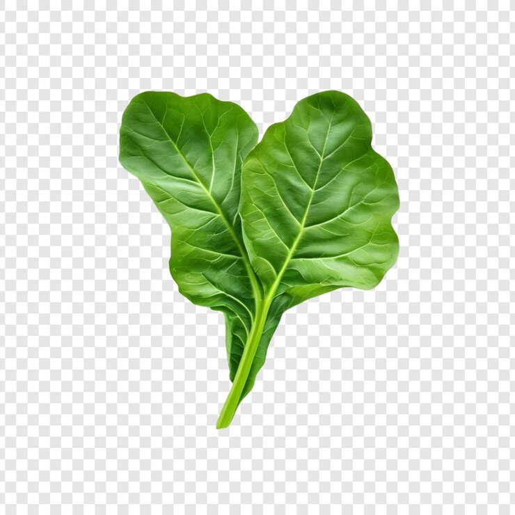 PSD fresh green beet leaf healthy vegetable natures bounty organic produce vitamin rich