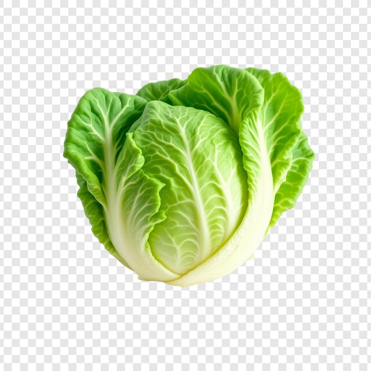 PSD fresh green cabbage healthy vegetable farm fresh produce isolated image