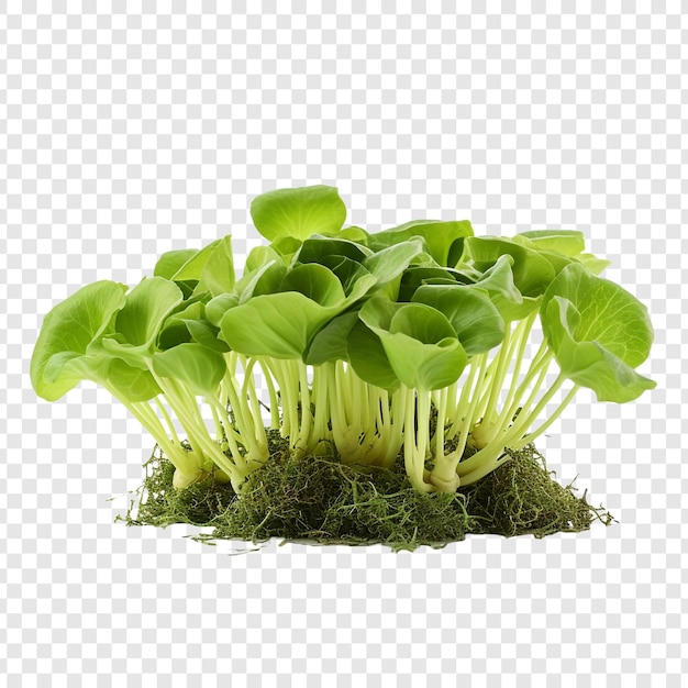 Fresh green cabbage sprouts isolated on transparent background