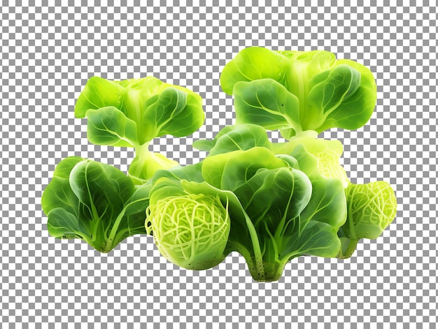 Fresh green cabbage sprouts isolated on transparent background