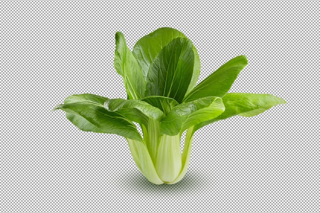 Fresh green Chinese cabbage, bok choy, pok choi or pak choi, isolated on alpha background