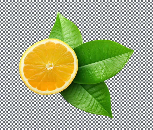Fresh green citrus leaf isolated on transparent background