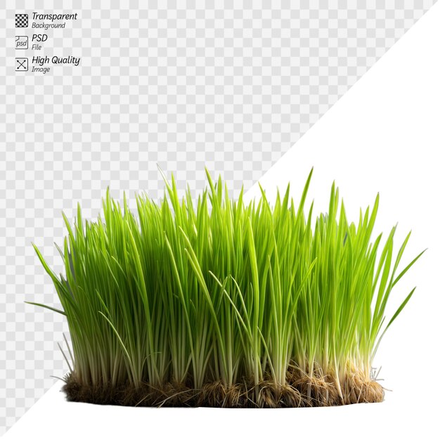 PSD fresh green grass with visible roots on a clear background