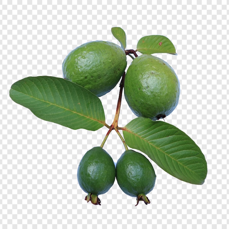 PSD fresh green guava fruits on a branch with leaves