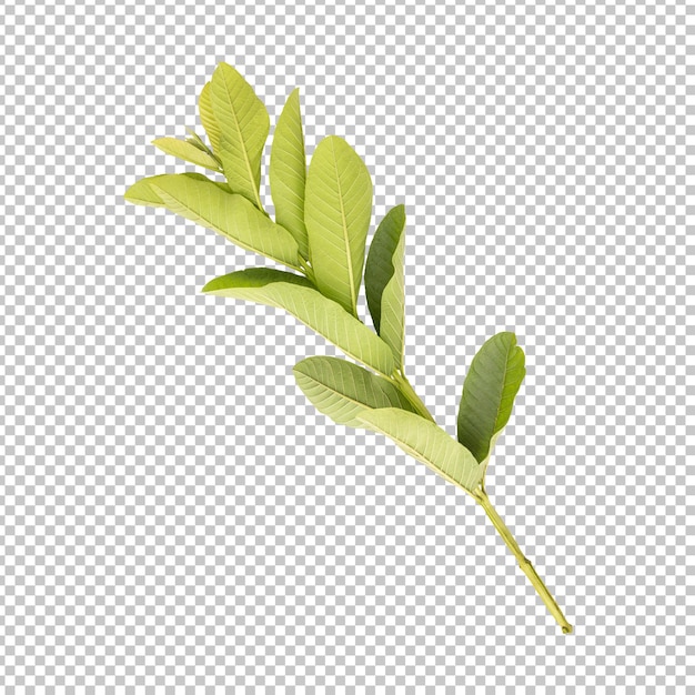 Fresh green guava leaves branch isolated rendering