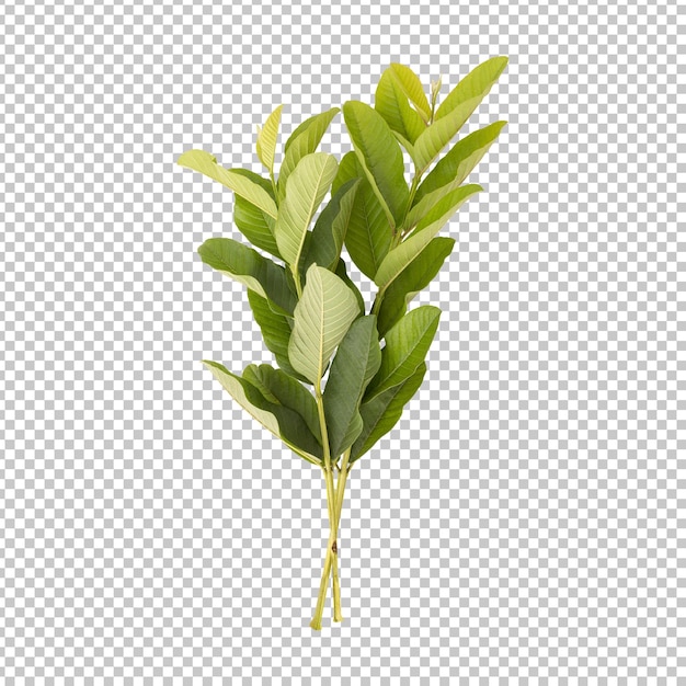 Fresh green guava leaves branch isolated rendering