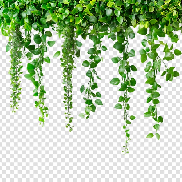 fresh green hanging plants on a transparent background