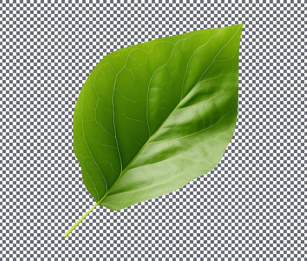 Fresh green kudzu leaf isolated on transparent background